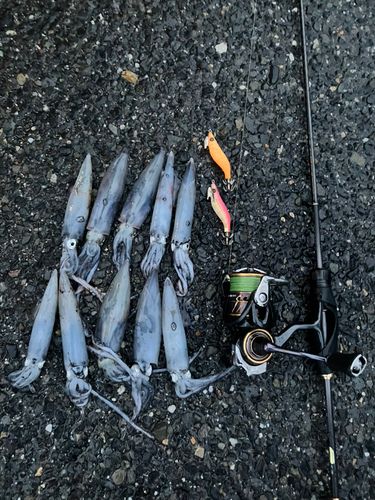 ケンサキイカの釣果