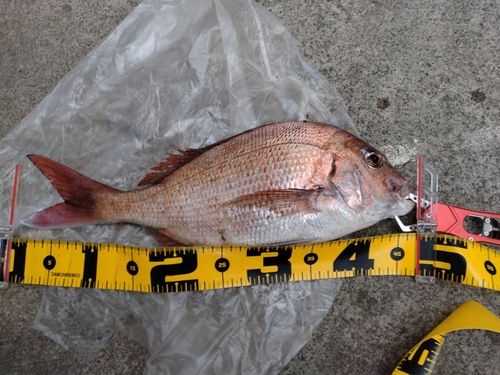 マダイの釣果