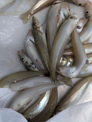 キスの釣果