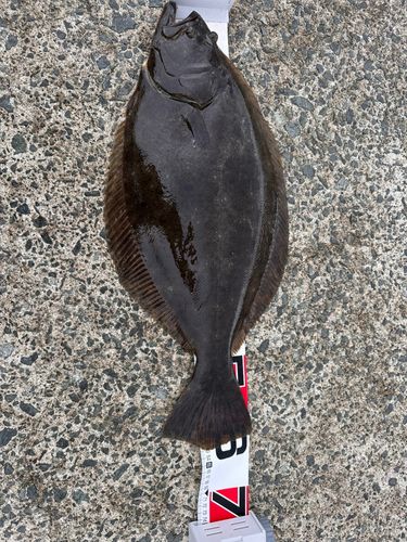 ヒラメの釣果
