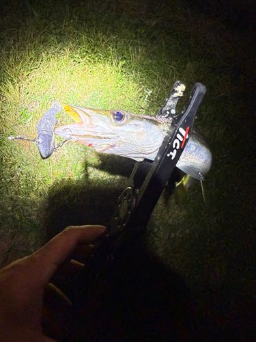 カマスの釣果
