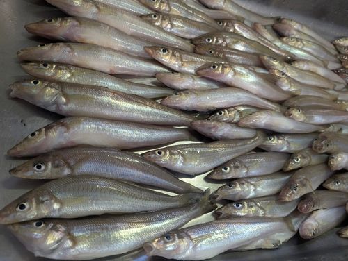 キスの釣果