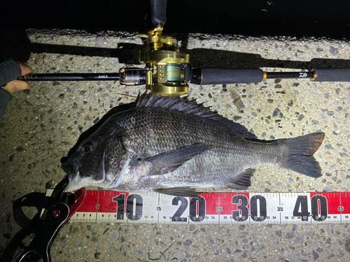 クロダイの釣果