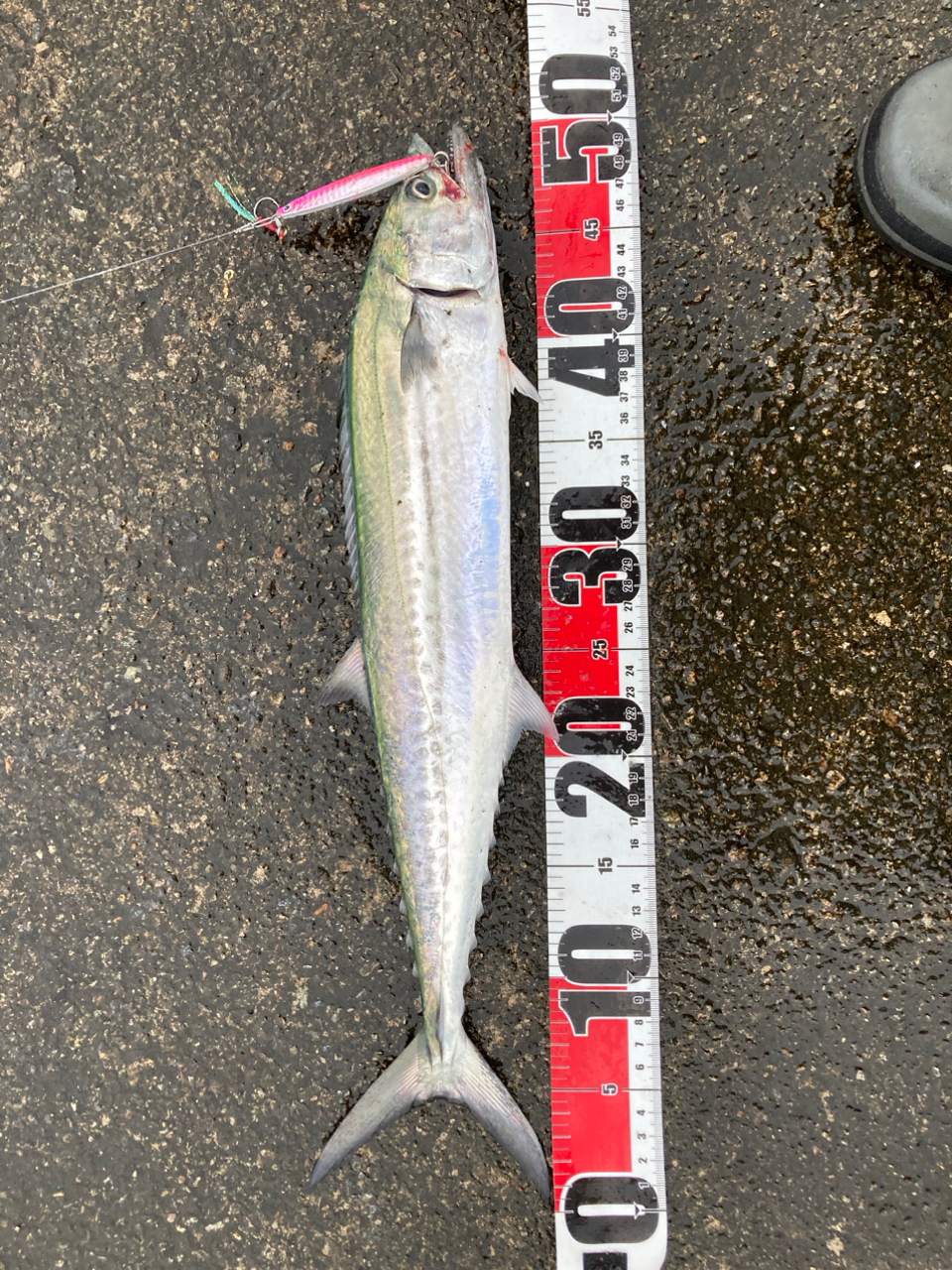 シマノ(SHIMANO)】 スピニングリール 23セドナ 4000 ｜Fishing