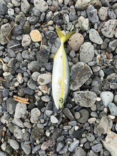 ワカシの釣果