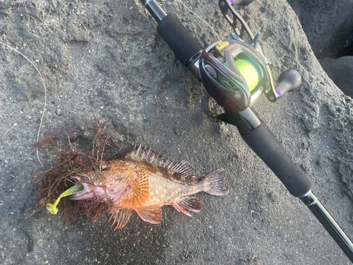 カサゴの釣果