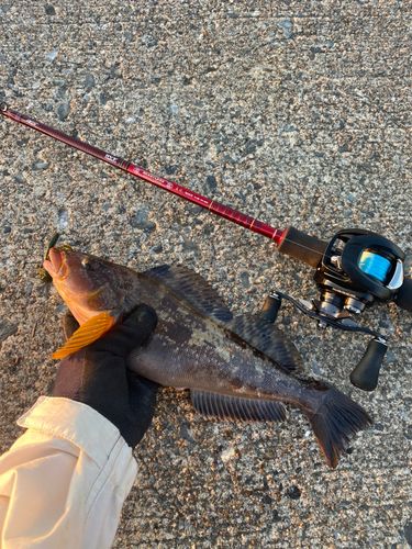 アイナメの釣果