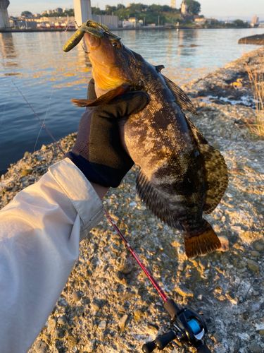 アイナメの釣果