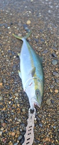 ヒラマサの釣果