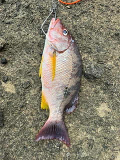 クロホシフエダイの釣果