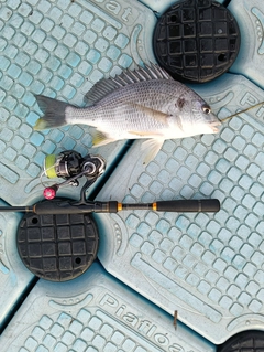 キビレの釣果
