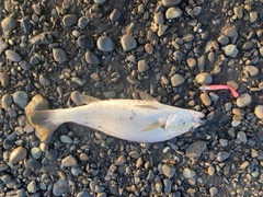 ニベの釣果