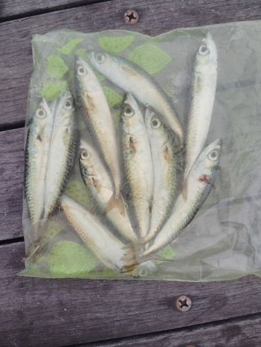 サバの釣果