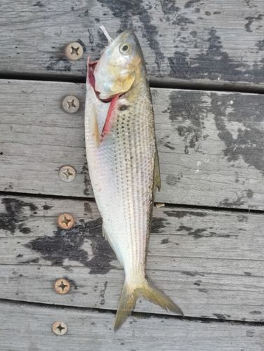 コノシロの釣果
