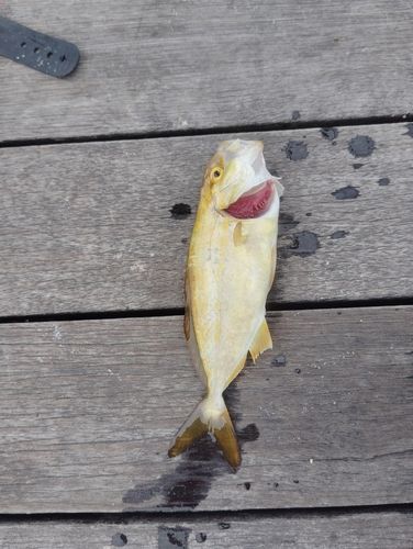 ショゴの釣果