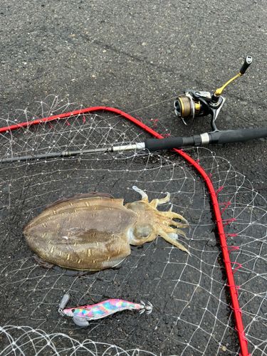 モンゴウイカの釣果