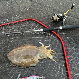モンゴウイカ