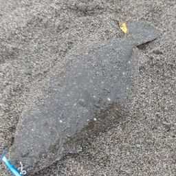 ヒラメ