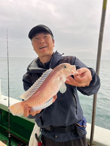 アマダイの釣果