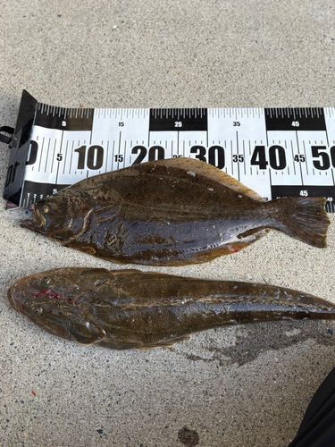ヒラメの釣果