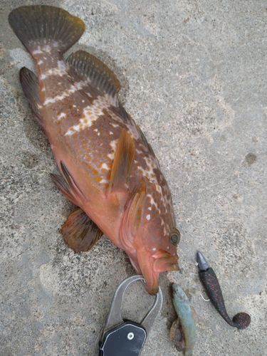 キジハタの釣果