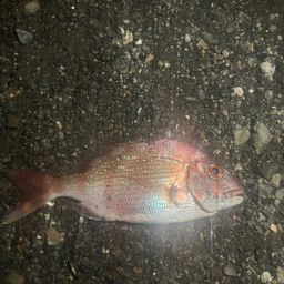 マダイ