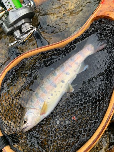 ヤマメの釣果