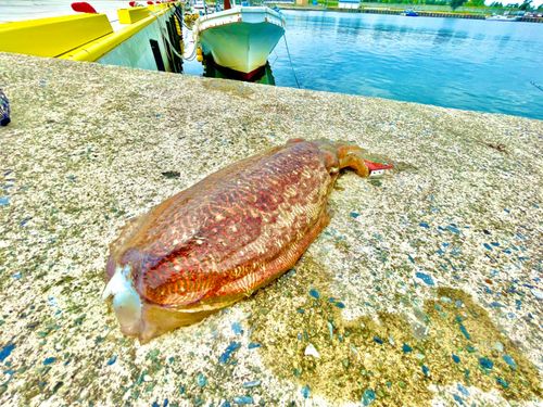 コウイカの釣果