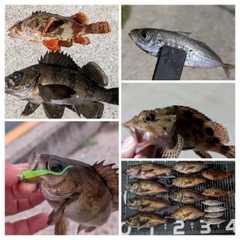 メバルの釣果