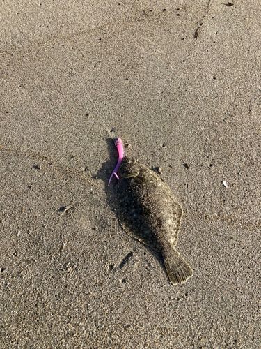ソゲの釣果