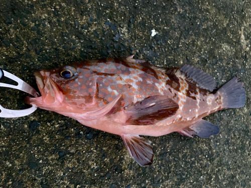 キジハタの釣果