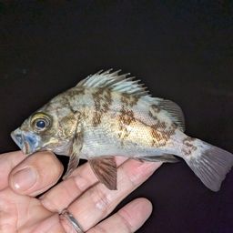 メバル