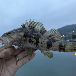 タケノコメバル