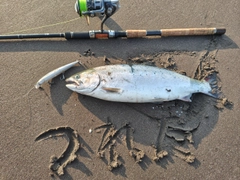 サクラマスの釣果