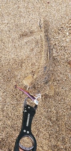 マゴチの釣果