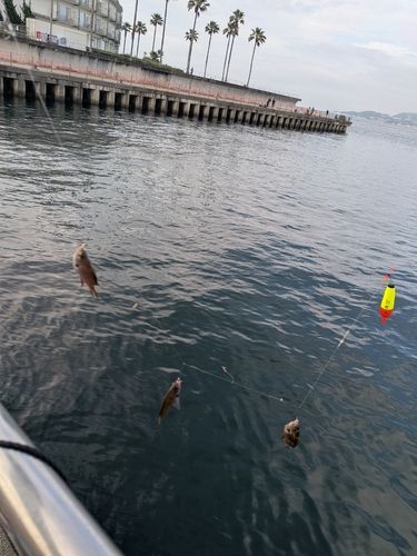 クロスズメダイの釣果