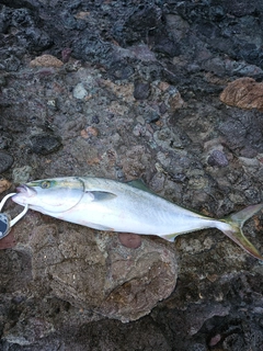 フクラギの釣果