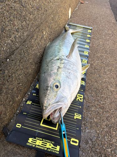 ブリの釣果