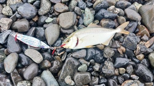 ショゴの釣果