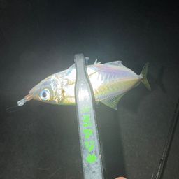 アジ