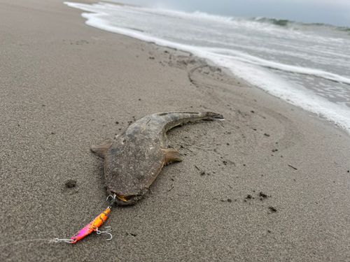 マゴチの釣果