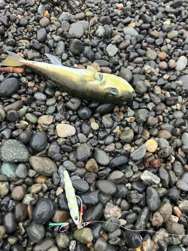 シロサバフグの釣果