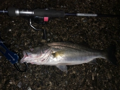 セイゴ(マルスズキ)の釣果