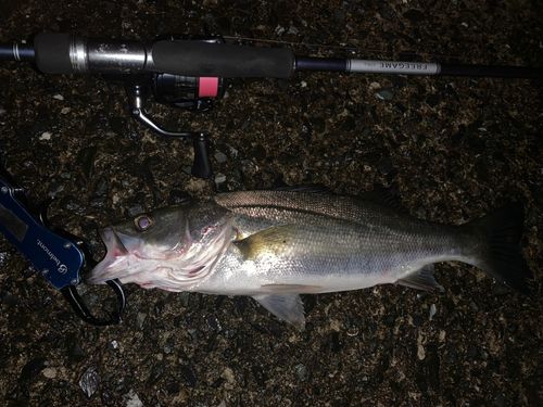 セイゴ（マルスズキ）の釣果