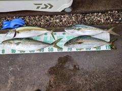 ヒラマサの釣果