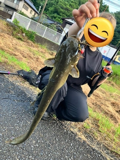 ナマズの釣果