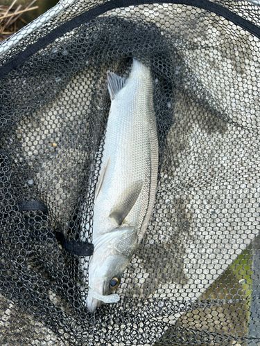 フッコ（マルスズキ）の釣果