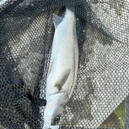 フッコ（マルスズキ）