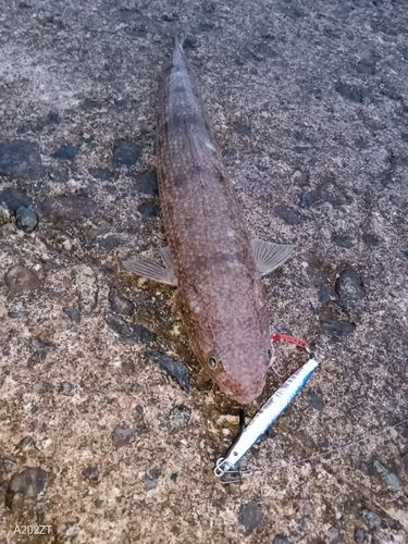 エソの釣果