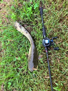 ナマズの釣果